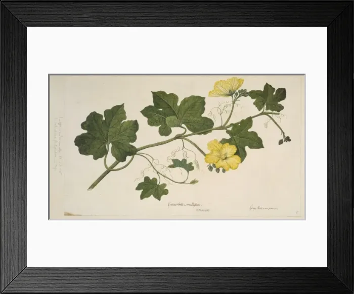 Framed Print : Luffa cylindrica var. leiocarpa, gourd Framed Print : Luffa cylindrica var. leiocarpa, gourd
