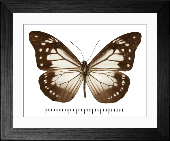 Framed Print : Parantica dabrerai Framed Print : Parantica dabrerai