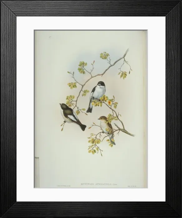 Framed Print : Ficedula hypoleuca, pied flycatcher Framed Print : Ficedula hypoleuca, pied flycatcher