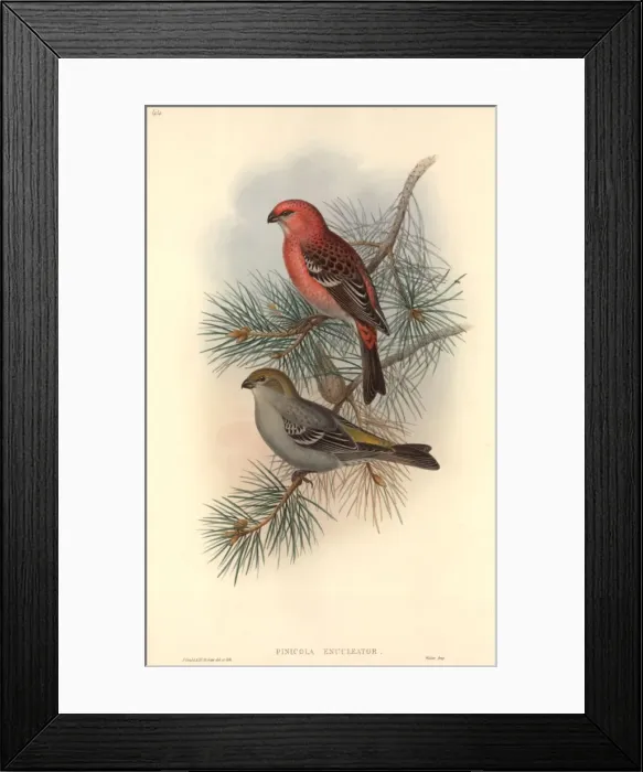 Framed Print : Pinicola enucleator, pine grosbeak Framed Print : Pinicola enucleator, pine grosbeak