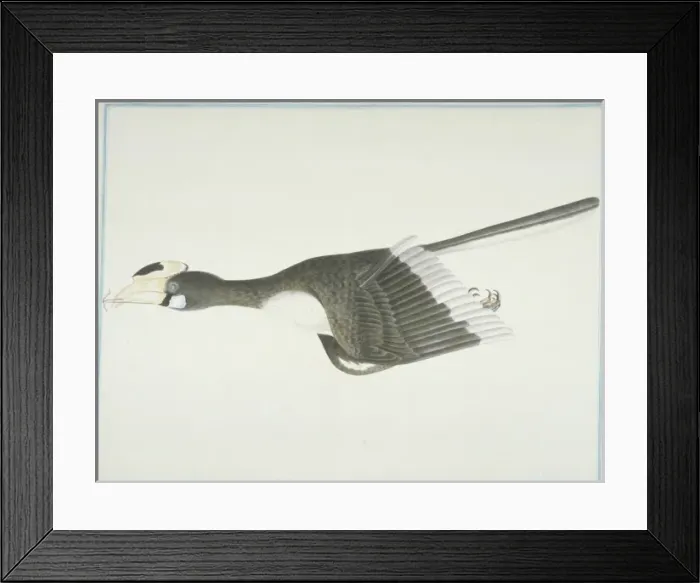 Framed Print : Anthracoceros albirostris convexus, Oriental pied hornbill Framed Print : Anthracoceros albirostris convexus, Oriental pied hornbill