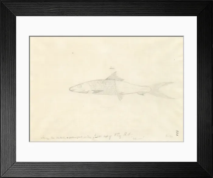 Framed Print : Albula vulpes, bonefish Framed Print : Albula vulpes, bonefish