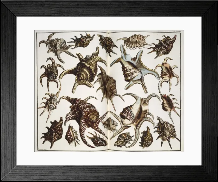 Framed Print : Collection of shells Framed Print : Collection of shells