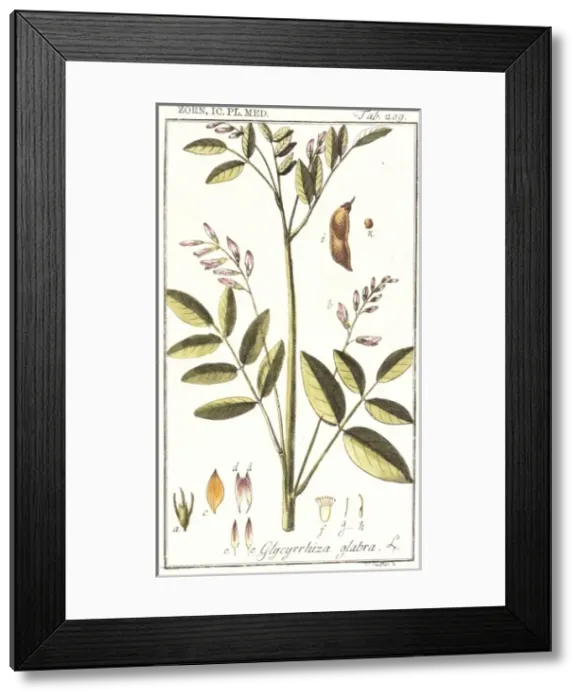 Framed Print : Glycyrrhiza glabra, liquorice Framed Print : Glycyrrhiza glabra, liquorice