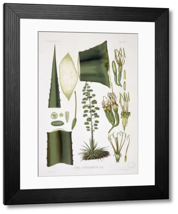 Framed Print : Agave candelabrum, agave Framed Print : Agave candelabrum, agave
