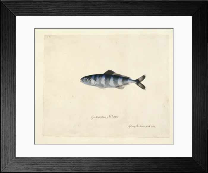 Framed Print : Naucrates ductor, pilotfish Framed Print : Naucrates ductor, pilotfish