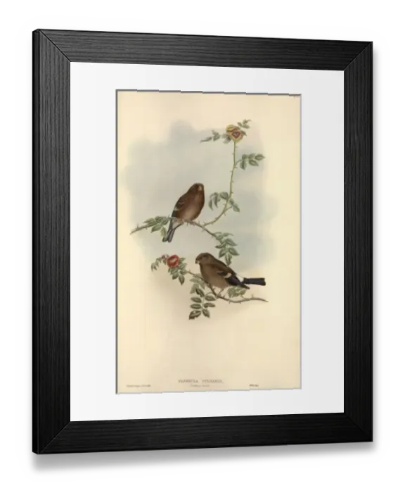 Framed Print : Pyrrhula pyrrhula, Eurasian bullfinch Framed Print : Pyrrhula pyrrhula, Eurasian bullfinch