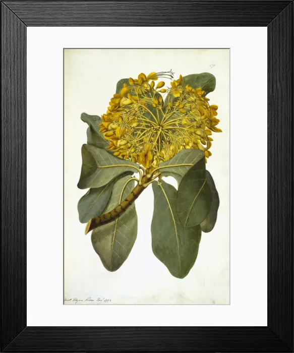 Framed Print : Deplanchea tetraphylla, golden bouquet tree Framed Print : Deplanchea tetraphylla, golden bouquet tree
