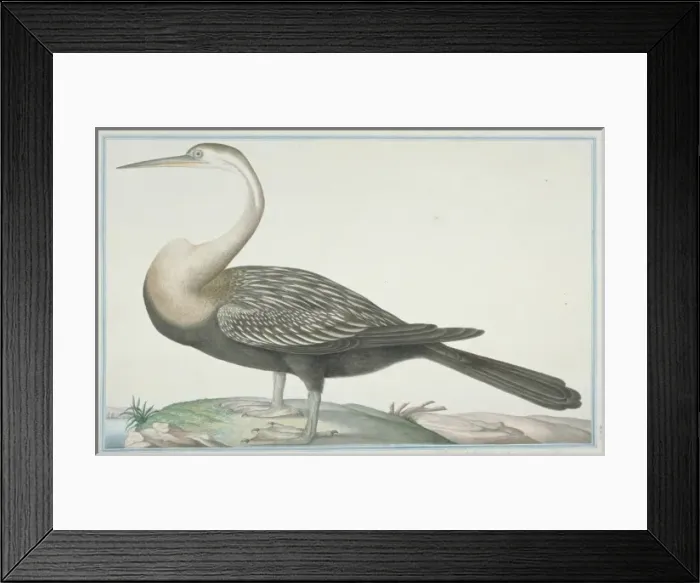 Framed Print : Anhinga melanogaster, darter Framed Print : Anhinga melanogaster, darter