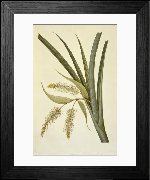 Framed Print : Collospermum hastatum, perching lily Framed Print : Collospermum hastatum, perching lily