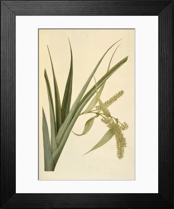 Framed Print : Collospermum hastatum, perching lily Framed Print : Collospermum hastatum, perching lily