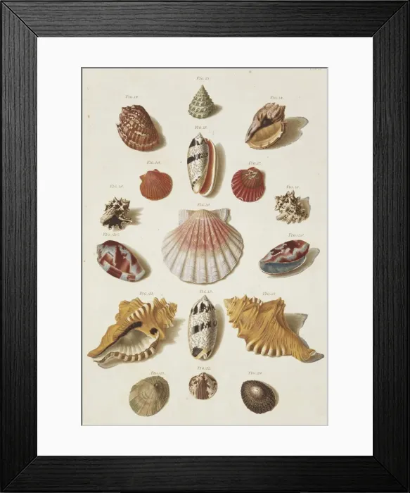 Framed Print : Collection of Shells Framed Print : Collection of Shells