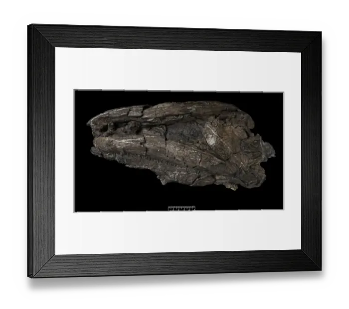 Framed Print : Crassigyrinus Framed Print : Crassigyrinus
