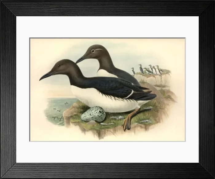 Framed Print : Uria aalge, guillemot Framed Print : Uria aalge, guillemot