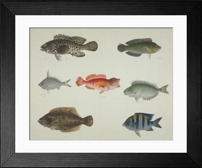 Framed Print : LS Plate 113 from the John Reeves Collection Framed Print : LS Plate 113 from the John Reeves Collection