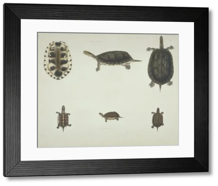 Framed Print : LS Plate 101 from the John Reeves Collection (Zoology) Framed Print : LS Plate 101 from the John Reeves Collection (Zoology)