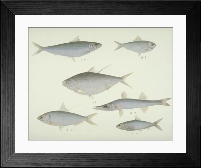 Framed Print : Plate 138 from the John Reeves Collection Framed Print : Plate 138 from the John Reeves Collection