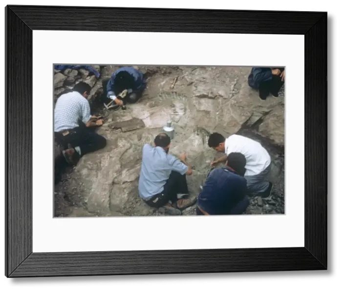 Framed Print : Sauropod excavation, 1982 Framed Print : Sauropod excavation, 1982