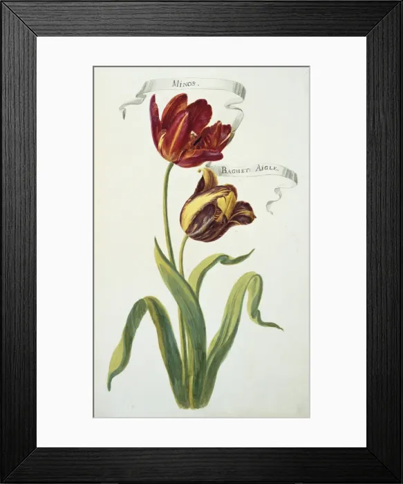 Framed Print : Minos & Baguet, tulips Framed Print : Minos & Baguet, tulips