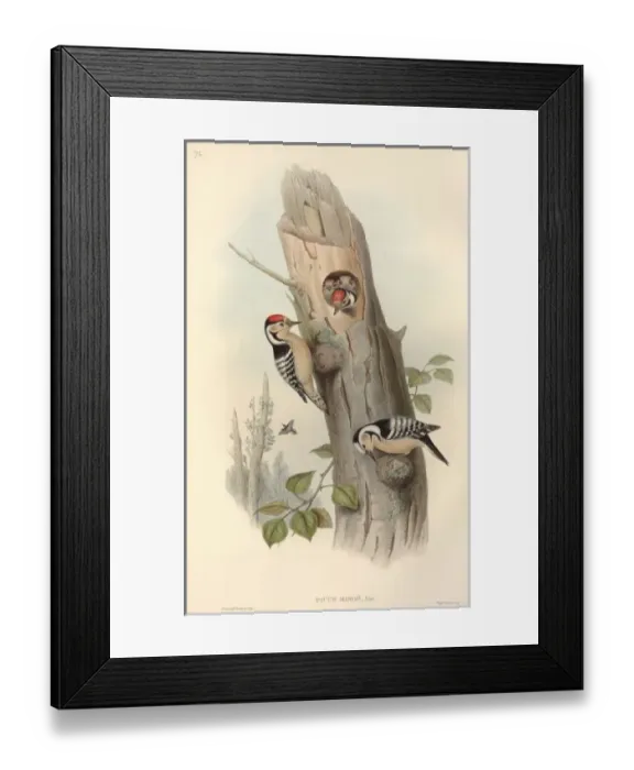 Framed Print : Dendrocopos minor, lesser spotted woodpecker Framed Print : Dendrocopos minor, lesser spotted woodpecker