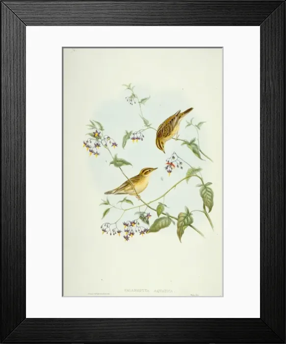 Framed Print : Acrocephalus paludicola, aquatic warbler Framed Print : Acrocephalus paludicola, aquatic warbler