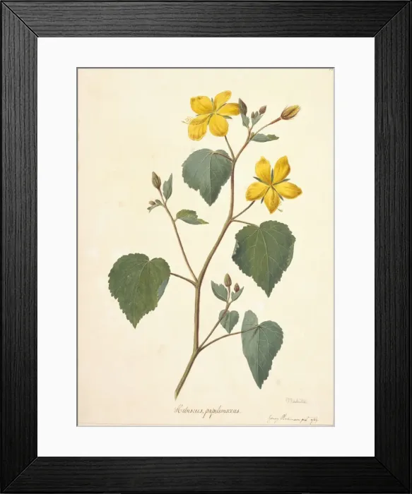 Framed Print : Pavonia papilionacea Framed Print : Pavonia papilionacea