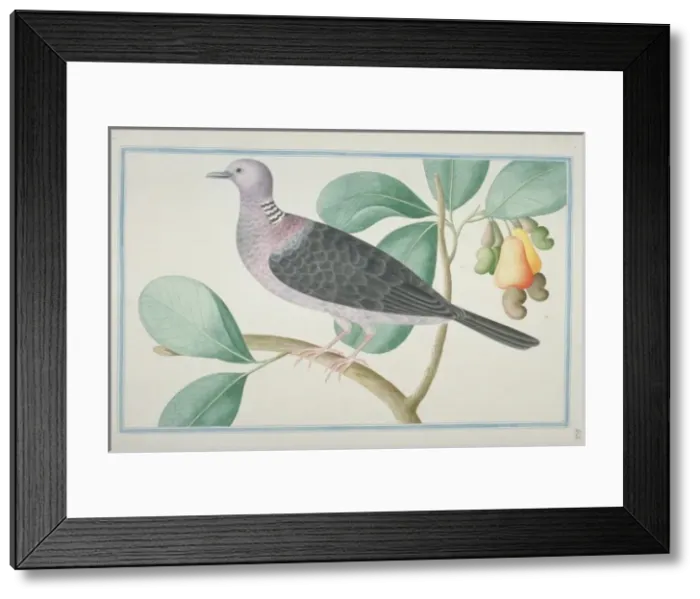 Framed Print : Columba torringtoni, Sri Lanka woodpigeon Framed Print : Columba torringtoni, Sri Lanka woodpigeon