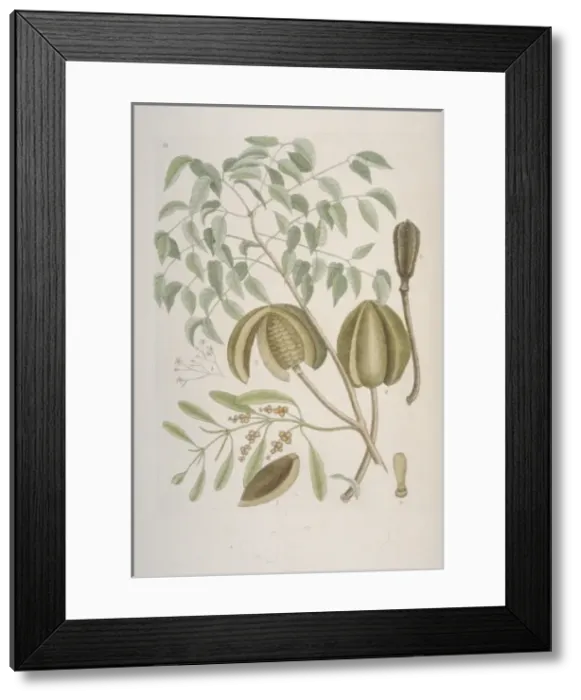 Framed Print : Swietenia sp. mahogony tree Framed Print : Swietenia sp. mahogony tree