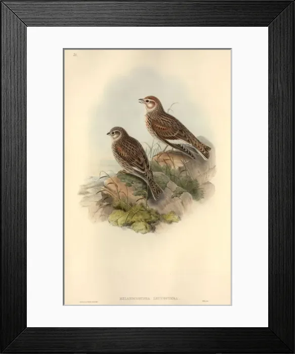 Framed Print : Melancorypha leucoptera, white-winged lark Framed Print : Melancorypha leucoptera, white-winged lark