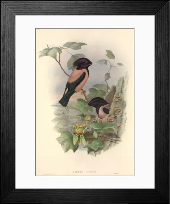 Framed Print : Sturnus roseus, rosy starling Framed Print : Sturnus roseus, rosy starling