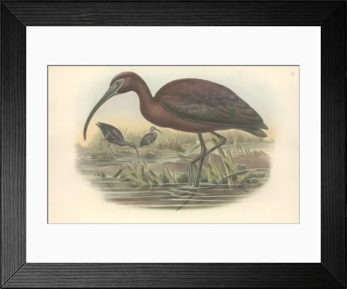 Framed Print : Plegadis falcinellus, glossy ibis Framed Print : Plegadis falcinellus, glossy ibis