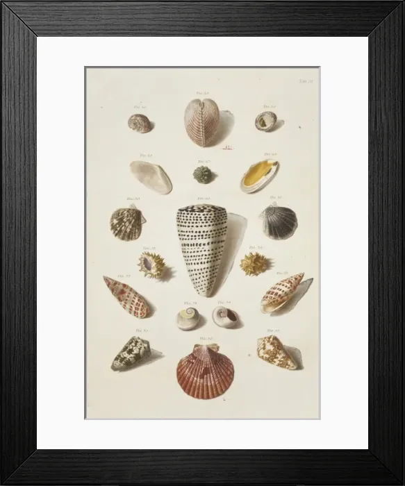 Framed Print : Collection of shells Framed Print : Collection of shells