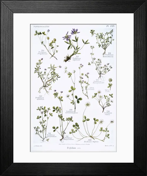 Framed Print : Trifolium sp. clover Framed Print : Trifolium sp. clover