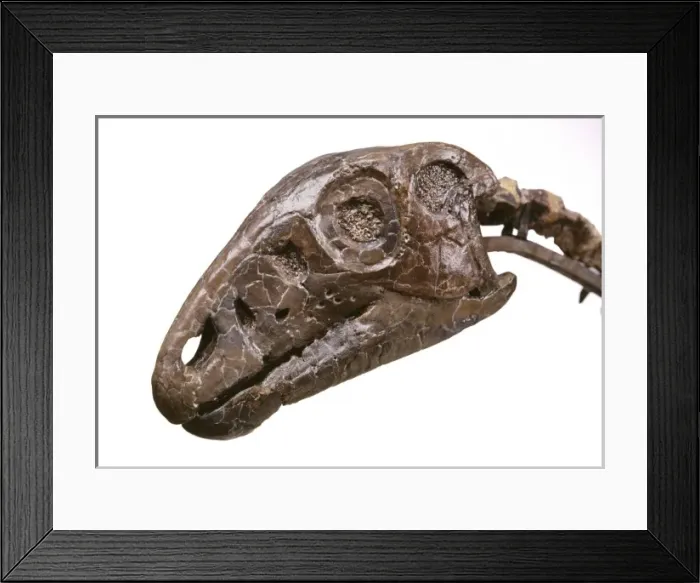 Framed Print : Hypsilophodon skull Framed Print : Hypsilophodon skull