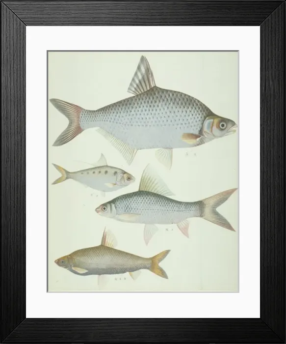 Framed Print : LS Plate 171 from the John Reeves Collection Framed Print : LS Plate 171 from the John Reeves Collection
