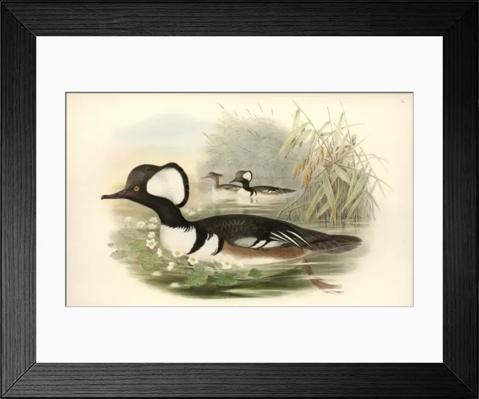 Framed Print : Lophodytes cucullatus, hooded merganser Framed Print : Lophodytes cucullatus, hooded merganser