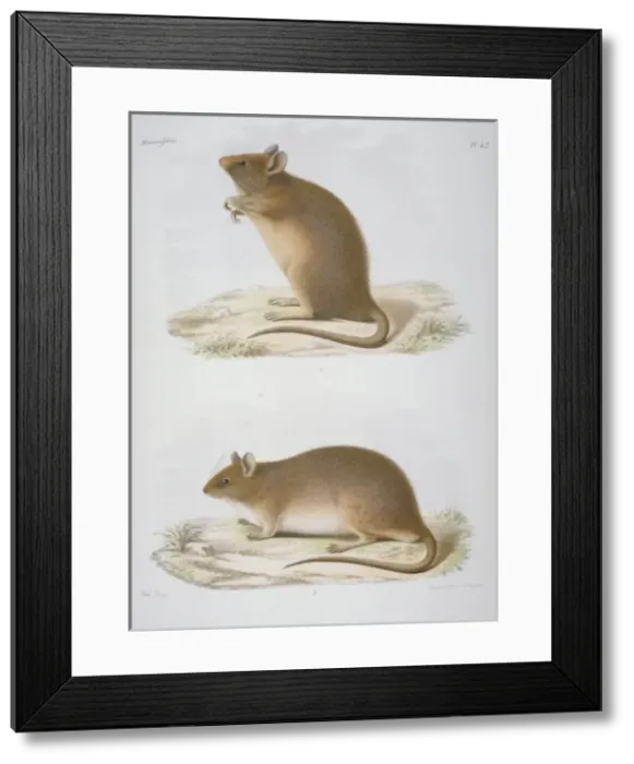 Framed Print : Mus flavipectus and Mus griseipectus Framed Print : Mus flavipectus and Mus griseipectus