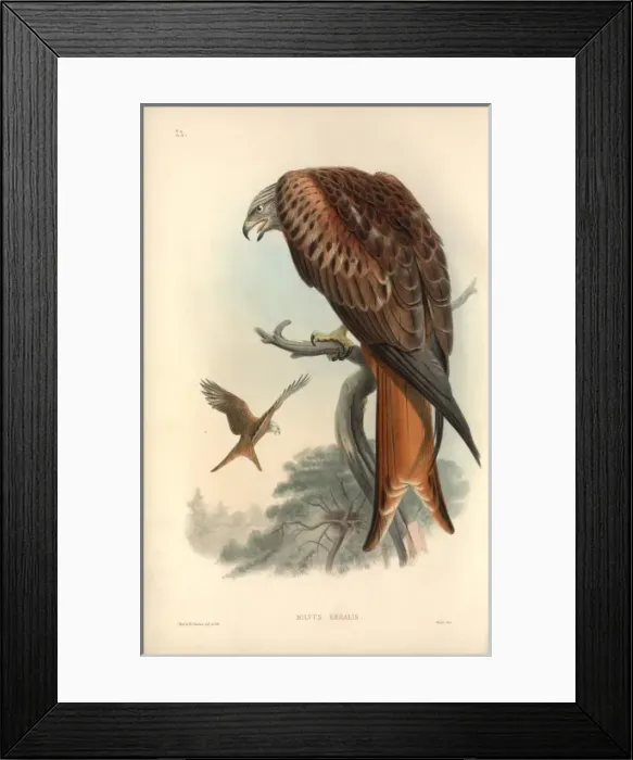 Framed Print : Milvus milvus, red kite Framed Print : Milvus milvus, red kite