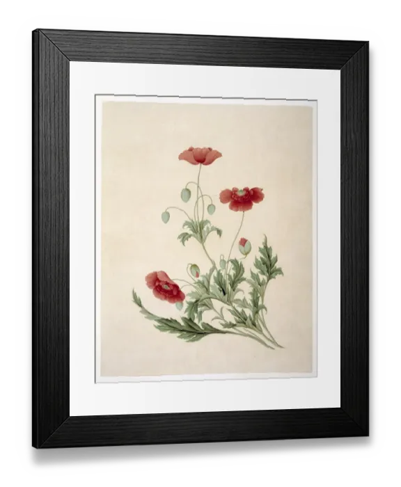 Framed Print : Papver sonniferum, field poppy Framed Print : Papver sonniferum, field poppy