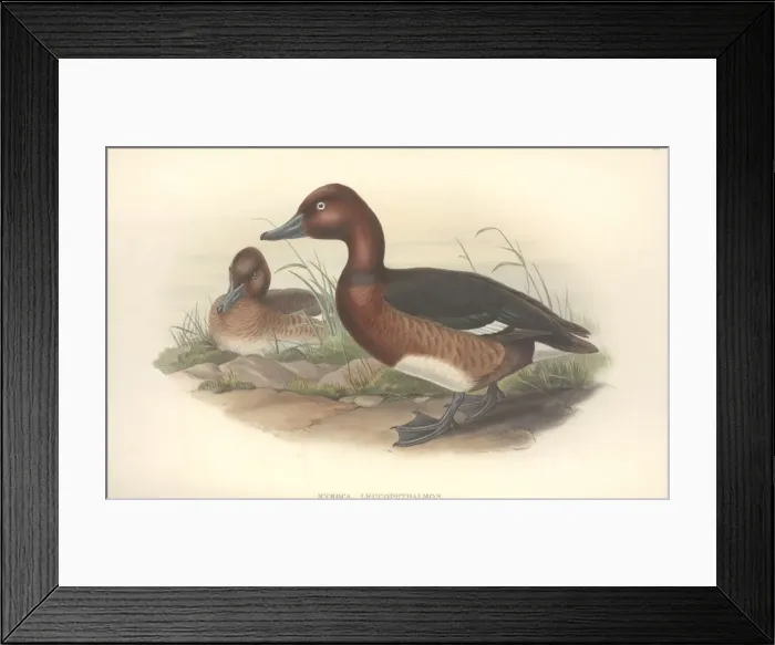 Framed Print : Aythya nyroca, ferruginous duck Framed Print : Aythya nyroca, ferruginous duck