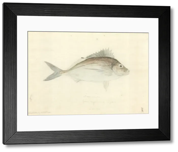 Framed Print : Nemadactylus macropterus, tarakihi Framed Print : Nemadactylus macropterus, tarakihi