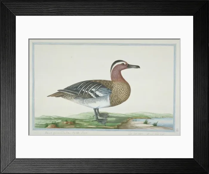 Framed Print : Anas querquedula, garganey Framed Print : Anas querquedula, garganey