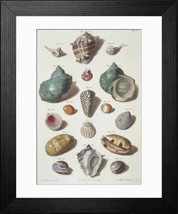 Framed Print : Collection of shells Framed Print : Collection of shells