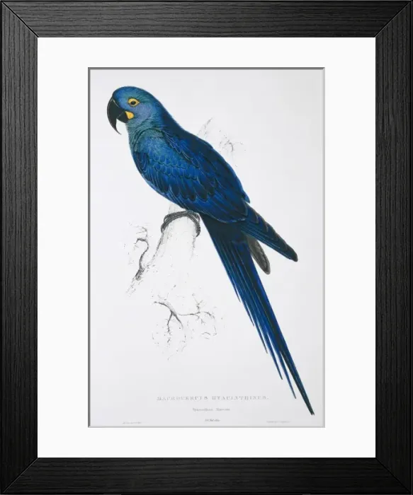 Framed Print : Anodorhynchus hyacinthinus, hyacinth maccaw Framed Print : Anodorhynchus hyacinthinus, hyacinth maccaw