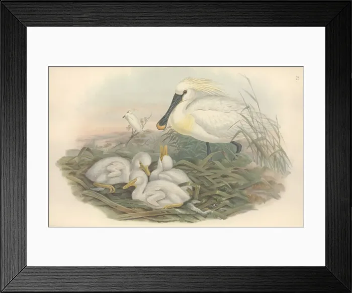 Framed Print : Platalea leucorodia, Eurasian spoonbill Framed Print : Platalea leucorodia, Eurasian spoonbill