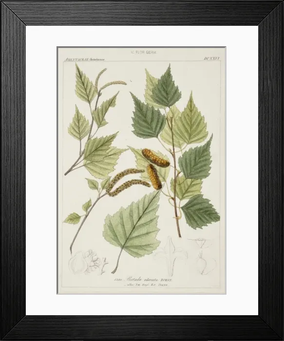 Framed Print : Betula odorata, birch Framed Print : Betula odorata, birch