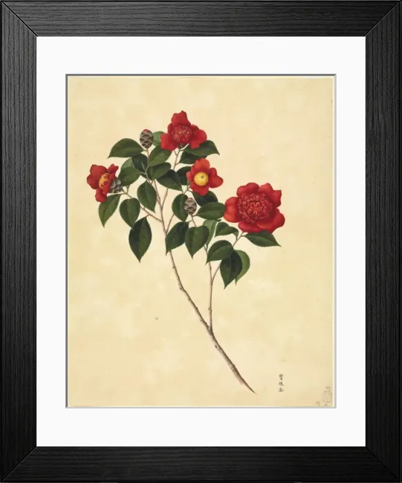 Framed Print : Camellia cv Framed Print : Camellia cv