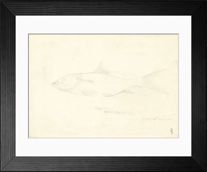 Framed Print : Arothron hispidus, stars and stripes toadfish Framed Print : Arothron hispidus, stars and stripes toadfish