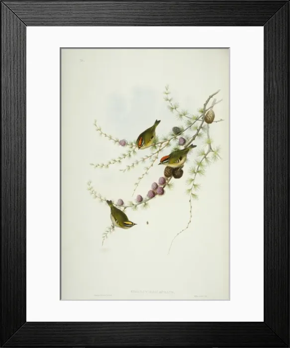 Framed Print : Regulus ignicapilla, firecrest Framed Print : Regulus ignicapilla, firecrest
