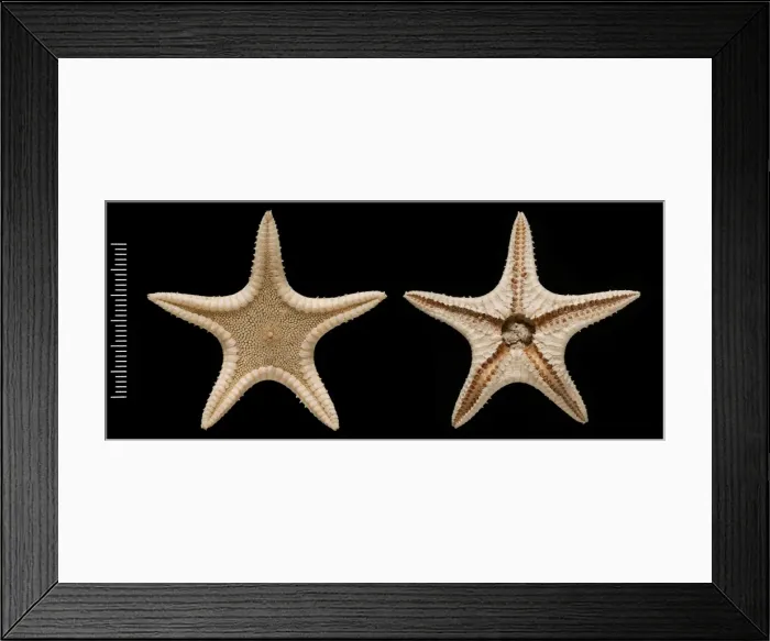 Framed Print : Elginia Framed Print : Elginia